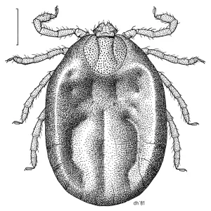 A New Tick Species Has Been Detected in Türkiye